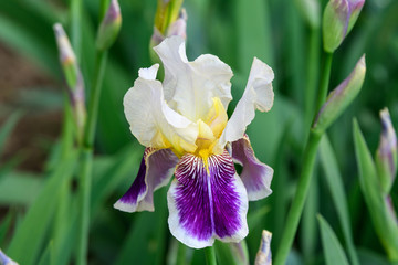 Close up of one white blue iris flower on green, in a sunny spring garden, beautiful outdoor floral...