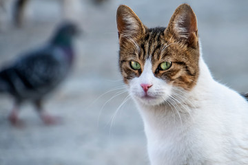 Closeup of white cat with cypers-red head and ears, with green eyes. The cat looks straight into the lens, the contours of a pigeon in the blurred background.