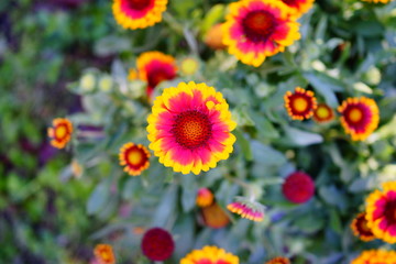 Fototapeta premium Beautiful flowers in the garden