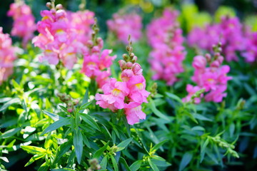 University of South Florida Botanic garden in Spring