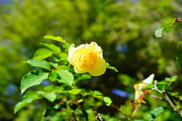 Beautiful rose bud with green leaf background