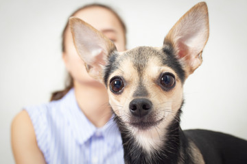 Dog toy terrier with mistress is looking at you