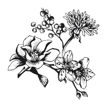 fiori sketch composizione 1
