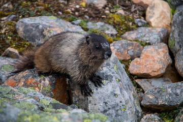Le printemps dans la nature. Belle prairie fleurie avec beaucoup de fleurs et d'animaux marmotte, feuilles vertes à mâcher. La faune de la nature
