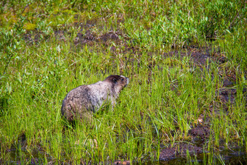 Le printemps dans la nature. Belle prairie fleurie avec beaucoup de fleurs et d'animaux marmotte, feuilles vertes à mâcher. La faune de la nature