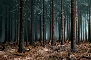 Foto op Canvas Cold Frozen Woodlands © S.T.A.R.S