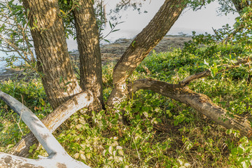 Willow tree gnawed and fallen over by beaver in the nature reserve Millingerwaard with clear gnaw marks from the sharp chisel teeth