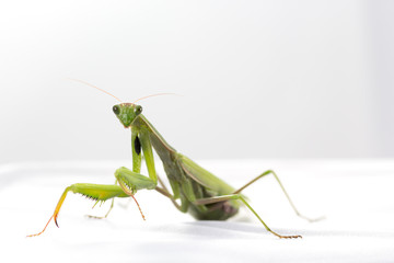 Portrait of European Mantis or Praying Mantis, Mantis religiosa, , in front of white background