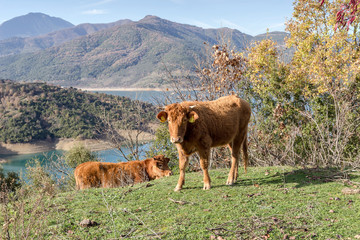 The cows grazing on a mountain meadow near the lake