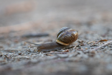 snail