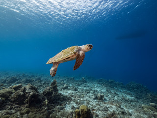 Loggerhead Sea Turtle in shallow water of coral reef in Caribbean Sea