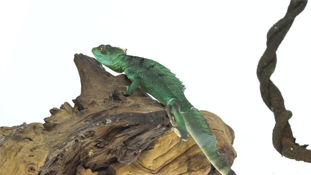 Green basilisks or Basiliscus basiliscus on white background. Close up. Slow motion.