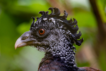 Great Curassow (Crax rubra) female