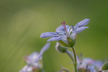 wild geranium