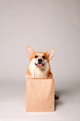 Corgi dog sits next to a crafting bag on a light background, space for text