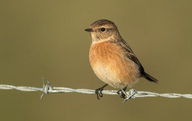 Stonechat Perched on Post
