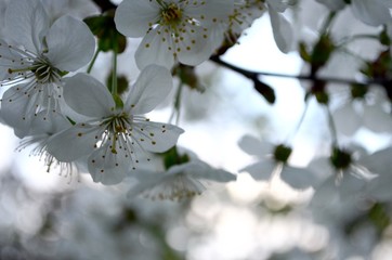 Cherry blossoms hang down the heads on the fruit on a branch in the garden in the spring.