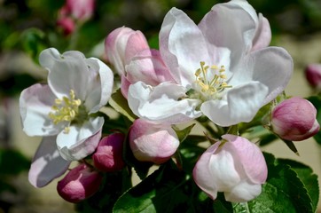 A bouquet of white pink apple blossoms growing together on one branch in the garden.
