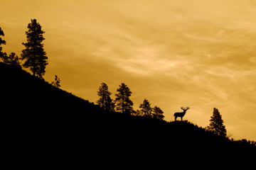 Whitetail Buck Deer with trophy antlers standing on a ridge top silhouetted against a colorful sky at sunrise