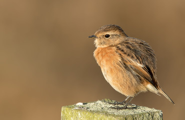 Stonechat Perched on Post