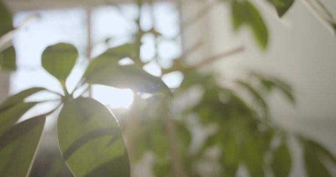 Houseplant schefflera dwarf umbrella tree macro overview