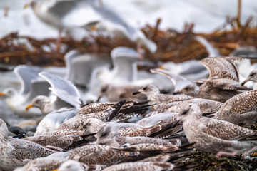 Huge amount of Seagulls feeding at the coast of Maghery in County Donegal during the storm- Ireland