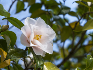 White japanese camellia (Camellia japonica) flower