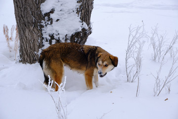 Fototapeta na wymiar Hungry dog is looking for food in the deep snow.