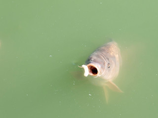 Siluriformes or Nematognathi usually called Catfish eating snacks in a green lake