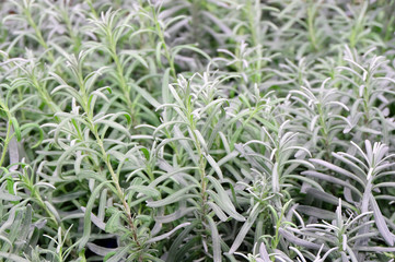 Planting a rosemary fragrant plant in a greenhouse