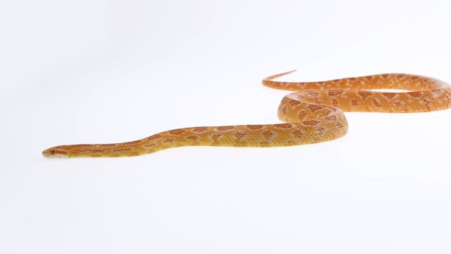 Tiger Python molurus bivittatus morph albine burmese in white background. Slow motion