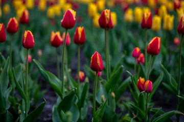 Obraz premium Nice tulip color spring flower awakening nature