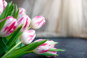 Bouquet of white with pink striped tulips flowers with the day natural light on table near window. Selective focus, copy space. Spring, women, birthday, celebration concept.
