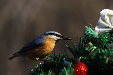 Nuthatch on the Christmas tree with a gift, a seed in its beak,  among toys and green branches...