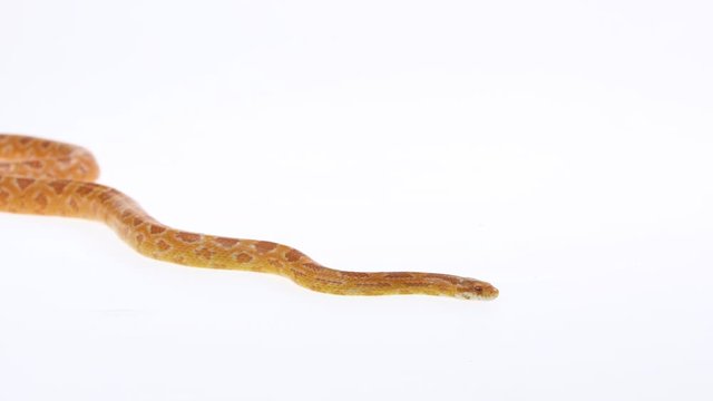 Tiger Python molurus bivittatus morph albine burmese in white background. Slow motion