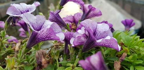 purple flowers in the Amsterdam 