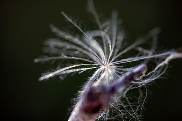 dandelion on black background, sweden, sverige, stockholm, nacka