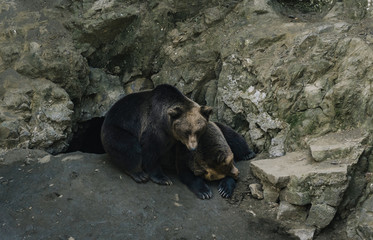 brown bears on the rock