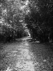 Path in the Woods 1 B&W