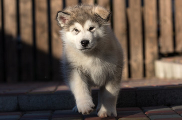 Alaskan Malamute puppy plays in the yard