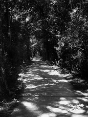 Walking Pathway Though The Woodlands TX B&W