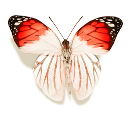 Color butterfly , isolated on white background