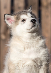 Alaskan Malamute puppy plays in the yard