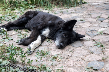 Big black dog lies on the stones and wants to sleep