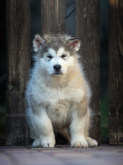 Alaskan Malamute puppy plays in the yard