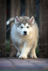 Alaskan Malamute puppy plays in the yard