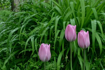Three pink tulips growing in thick green tall grass.