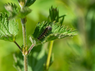 Tortoiseshell caterpillar on a stinging nettle