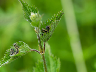 Tortoiseshell caterpillar on a stinging nettle