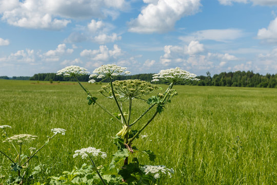 cow parsnip blooms on a meadow in summer, Sosnowsky's hogweed, Heracleum sosnowskyi